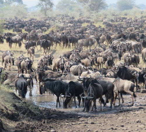 Where to see the great migration