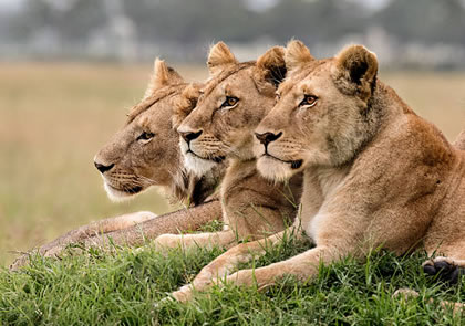5-Day Kenya Safari