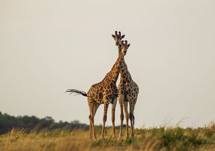 6-Day Safari in Murchison , Queen Elizabeth and Kibale
