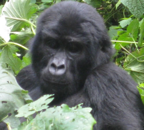 Gorilla Tracking Day Tour from Kabale